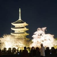 ミモロの京都桜巡り2023。迫力すら感じさせる「東寺」の桜。ライトアップで夜空に浮かぶ妖艶な姿