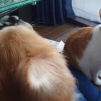散歩ムリ！！！