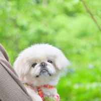 佐川町「牧野公園」でお散歩
