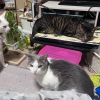 脳みそが追いつかねー