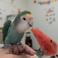 カサブランカ咲きました✨