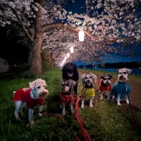 夜桜見物！