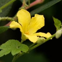 ゴ-ヤの花