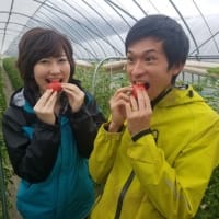 鳥取県倉吉特産「大原トマト」出荷始まる