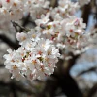 福泉寺の桜　2024　
