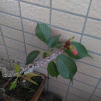 🌸未曾有か…🌸