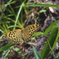 ミドリヒョウモン