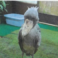 去年のしまねっこちゃん