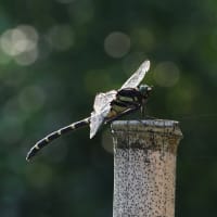 オミナエシに集まる昆虫と飛び交うトンボ