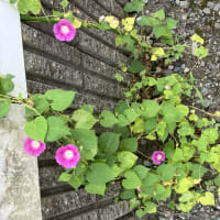 我が家の朝顔が大分咲いてきた