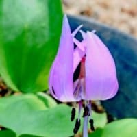 花だより　３月のぶらり散策での写真集・ダイジェスト版