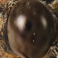 '25 昆虫の頭・顔  ～ニイニイゼミ（メス）～