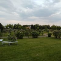 札幌市川下公園ライラック