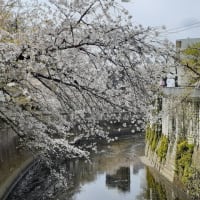 神田川、今年の桜の見納めです。