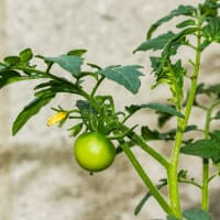 7月5日(土) 初夏の緑