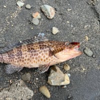 5月の釣りまとめ