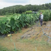 8月の主な農作業