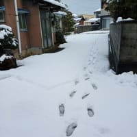この冬初の本格的積雪で遂に除雪機始動