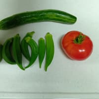 家庭菜園の野菜たち