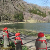 中綱湖の桜3