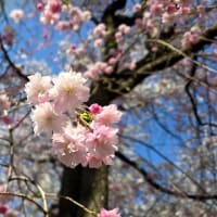 どうにか