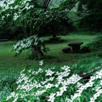 雲仙・田代原キャンプ場のヤマボウシ　2025/6/22
