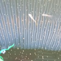 メダカの引っ越し