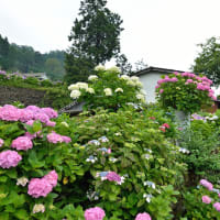 三郷町、「田園のアジサイ風景」 ～ 貴重なMemory画像です。
