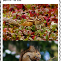 オリジナルフレーム切手セット「近くにいるよ…北海道に生きる動物たち」販売へ