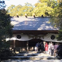 近況．．（椿大神社）