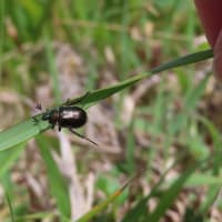 エゾノコリンゴは見頃に、レンゲツツジ咲き始めました。