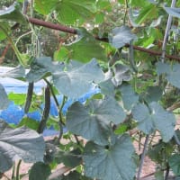 遅穫りの夏秋キュウリを直播きする