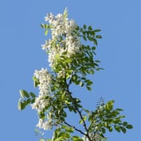 ニセアカシアの花