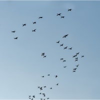 コハクチョウが故郷へ帰る頃
