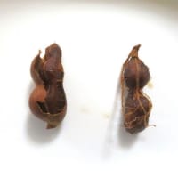 珍しい果物
