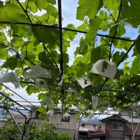 マスカット、パープルに２回目のジベレリン処理