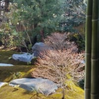京都　建仁寺　西来院の庭園が大改修されました
