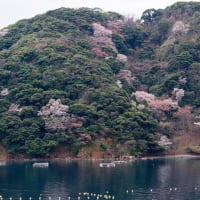 常神半島　神子の山桜