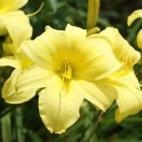 夏の花：ヘメロカリス