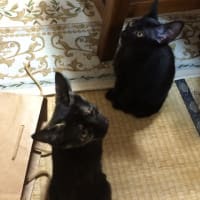 狭いとこが好きやねん！