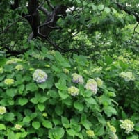 雨の郷土の森 2