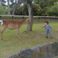 散歩　　興福寺で男の子が鹿と遊んでいた＾＾