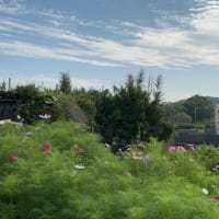 歩きだから見つけられる隠れている紫陽花