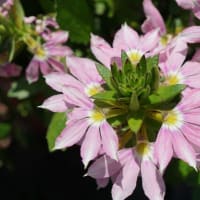 春～秋の花：スカエボラ②