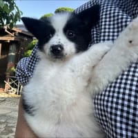 初抱っこ散歩