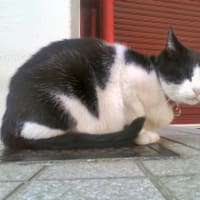 にゃんこ先生。