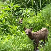 山羊たちよここの草も制覇してくれ　菜園であれに出会った