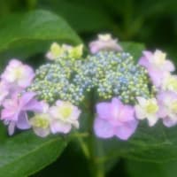 紫陽花・・・（5）