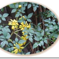 ツワブキの花が・・・