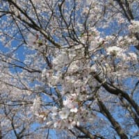 出会いの森総合公園🌸🌸桜並木